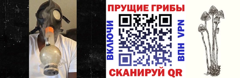 закладка  Северо-Курильск  Галлюциногенные грибы Psilocybe 